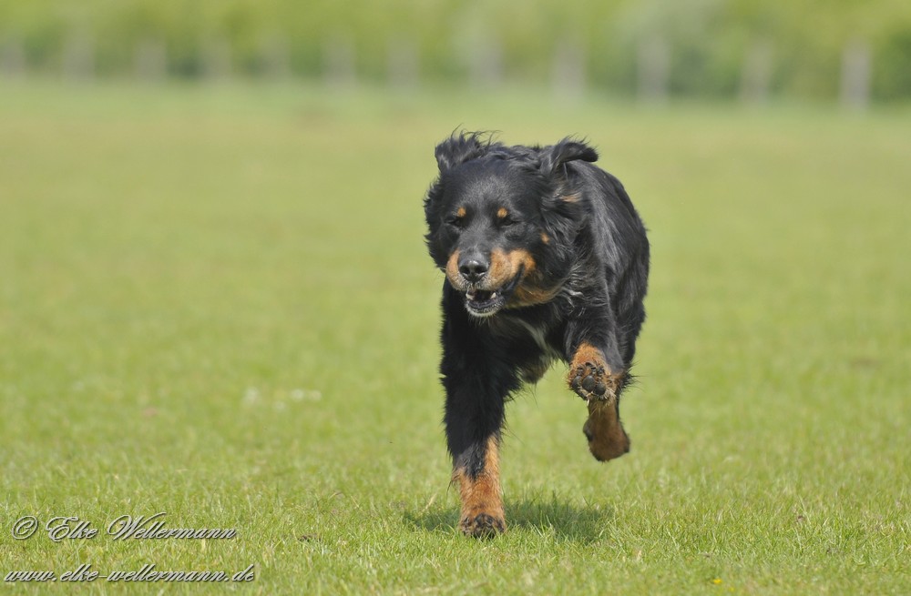 Berner SennenGolden RetrieverMix
