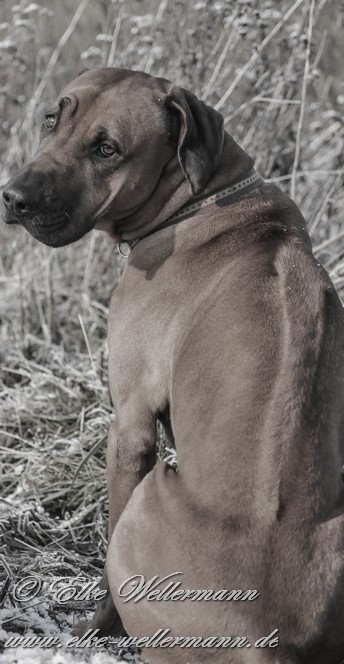 Filou