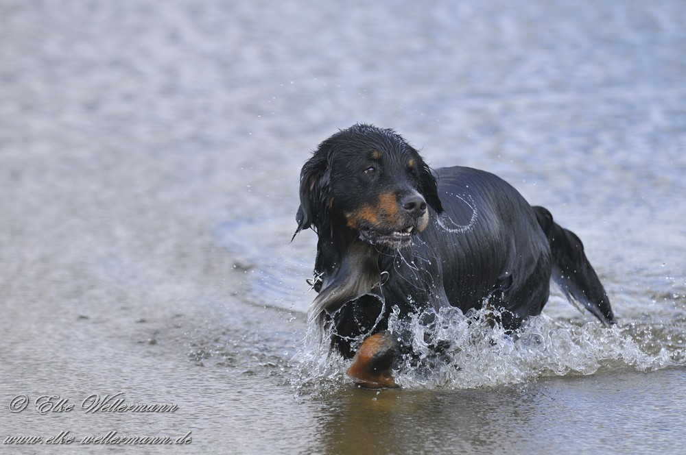 Berner SennenGolden RetrieverMix