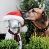 Foto des Monats Dezember 2015