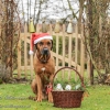 Foto des Monats Dezember 2011