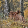 Foto des Monats November 2012