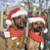 Foto des Monats Dezember 2012